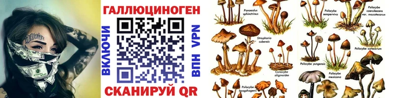 Купить где  Белогорск  Псилоцибиновые грибы Cubensis 
